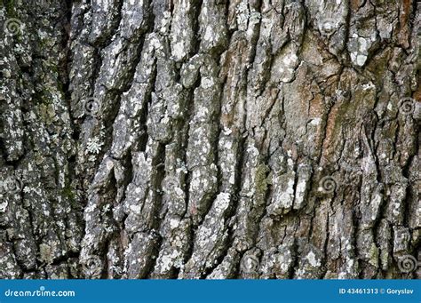 Oak Bark Texture Stock Image Image Of Brown Line Natural 43461313