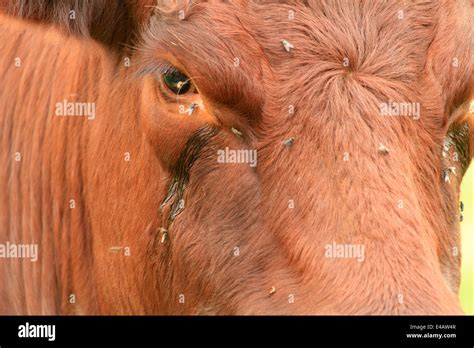 Pedigree Lincoln Red Cattle Stock Photo Alamy
