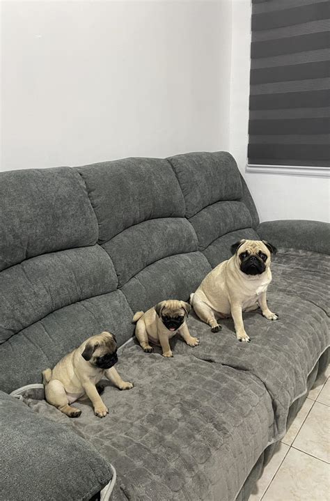 Flying Pug Sports Bar added a new... - Flying Pug Sports Bar