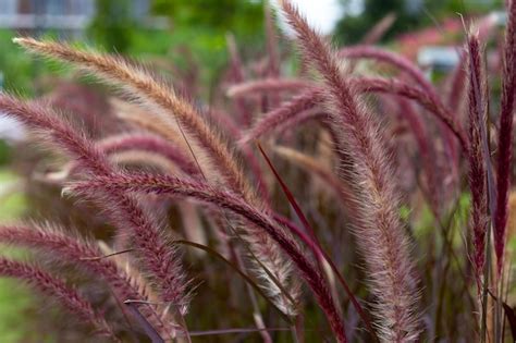 Premium Photo Fountain Grass Or Pennisetum Alopecuroides