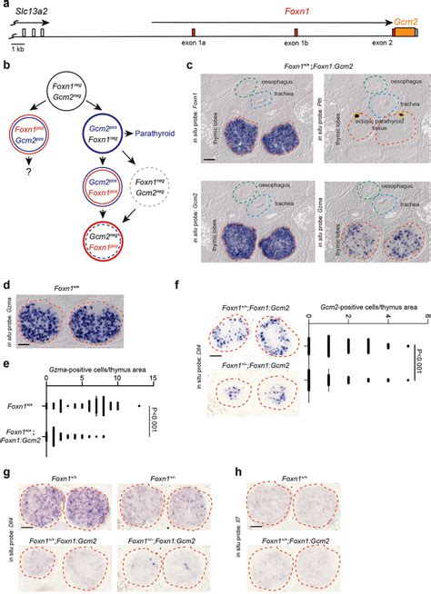 Ectopic Expression Of Gcm2 In Foxn1 Positive Epithelial Cells Of