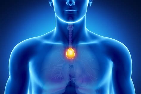 What Is The Thymus Gland And Why Is It Important