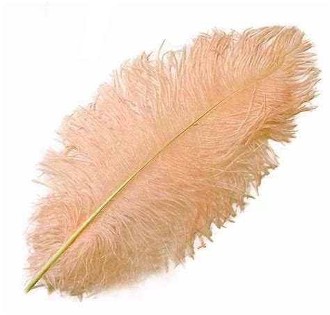 Pink Champagne Ostrich Drab Feathers Feather Planet