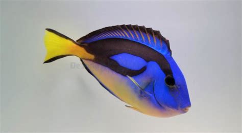 Yellow Belly Regal Tang