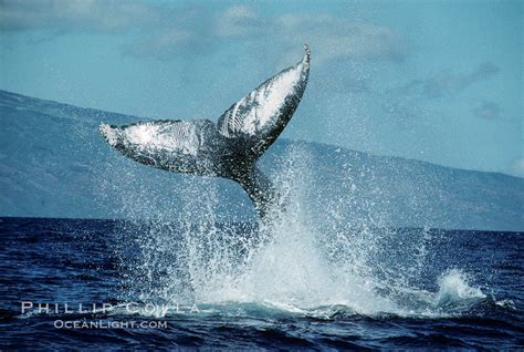 North Pacific Humpback Whale Peduncle Throw Megaptera Novaeangliae