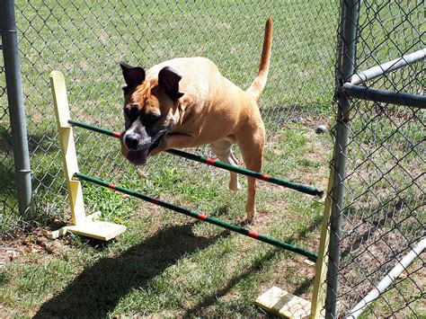 Dog Boarding Training Colorado at Saul Carroll blog