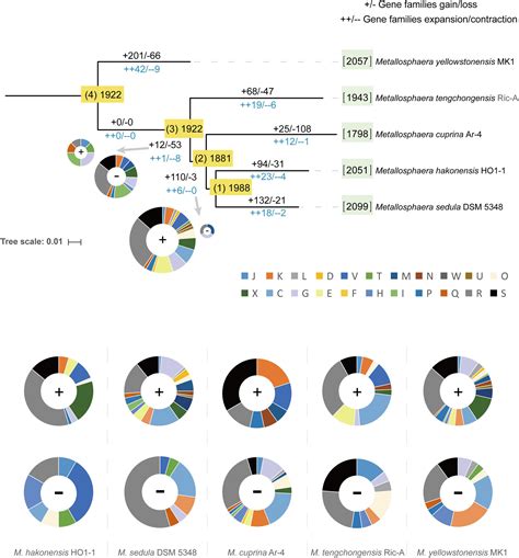 Frontiers Comparative Genomic Analysis Reveals The Metabolism And