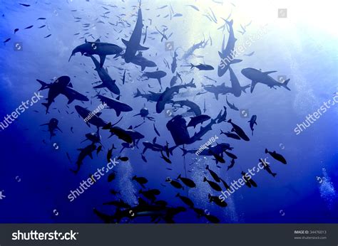 240 Shark feeding frenzy Images, Stock Photos & Vectors | Shutterstock