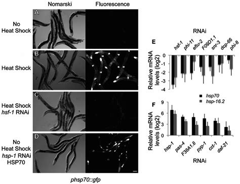 Genome Wide Rnai Screen For Hsr Regulators Ad Nomarski And