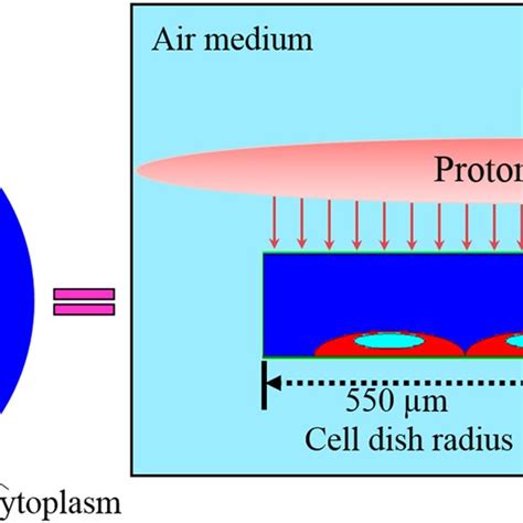 Schematic Representation Of The Proton Irradiation Of The Ionization