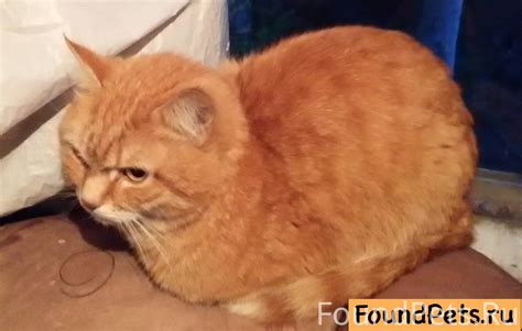 Объявление. Найден рыжий кот