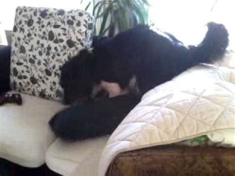 Liten Hund Som Vill Ha Sex YouTube