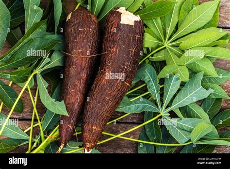 Cassava Root And Green Leaves Of The Plant On A Wooden Table In Brazil