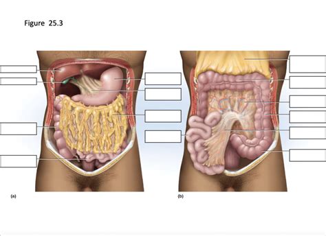 Features Of Peritoneum Diagram Quizlet