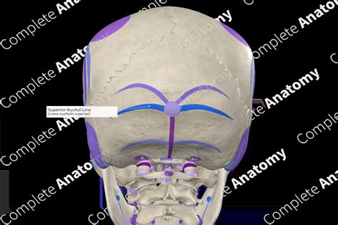 Superior Nuchal Line (Right) | Complete Anatomy