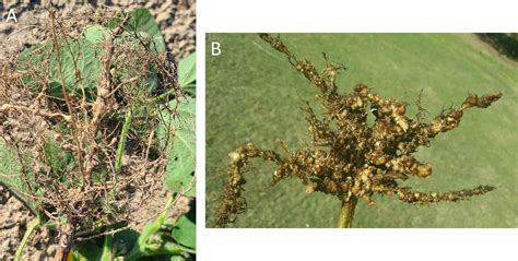 Soybean Root Knot Nematode A Diagnostic Guide Plant Health Progress