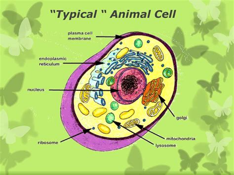 Ppt Cells Powerpoint Presentation Free Download Id 2877317