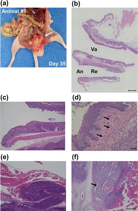 Histological Characteristics A Representative Macroscopic Image At