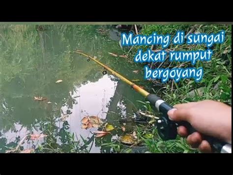 Mancing Wader Di Sungai Dekat Rumput Bergoyang Mang Gacor