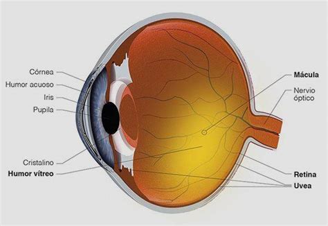 Aprende Todo Sobre Las Enfermedades Del Nervio Ptico