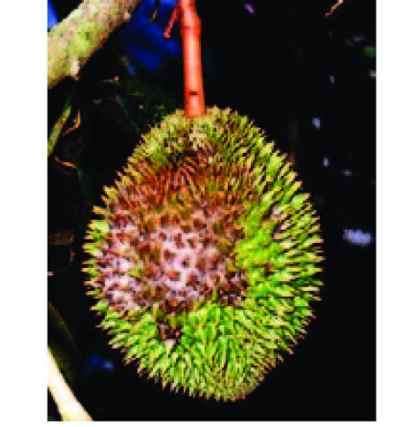 A Durian Fruit Infected With Phytophthora Palmivora The White