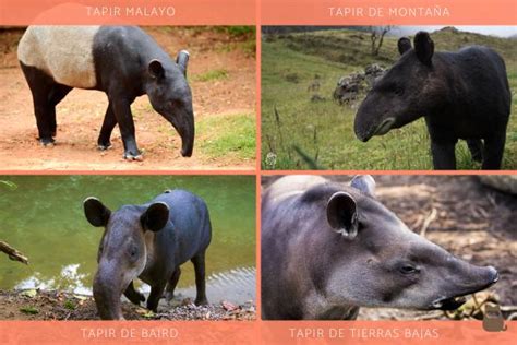 El tapir está en peligro de extinción Sí