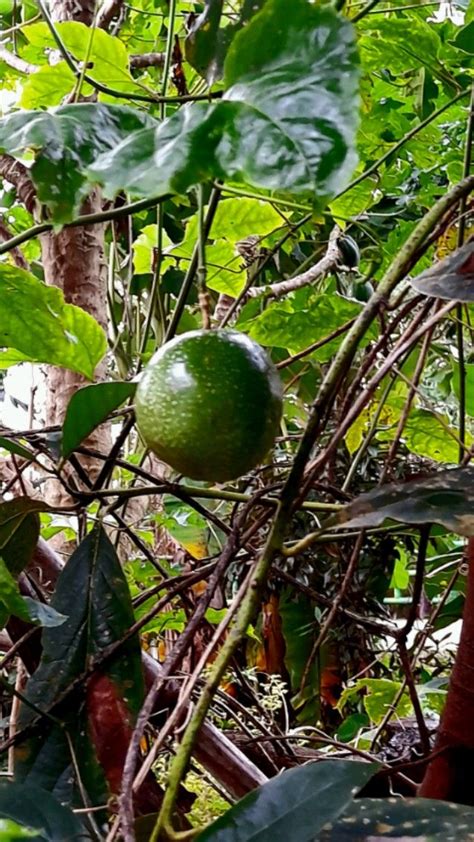 pohon markisa | Fruit trees, Passion fruit, Fruit