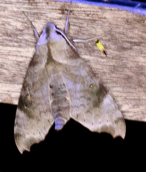 Acosmeryx Miskini From Mount Mellum QLD 4550 Australia On November 18