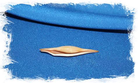 Морская раковина Розовая каури волчок, Phenacovolva Rosea Tokoi. Купить