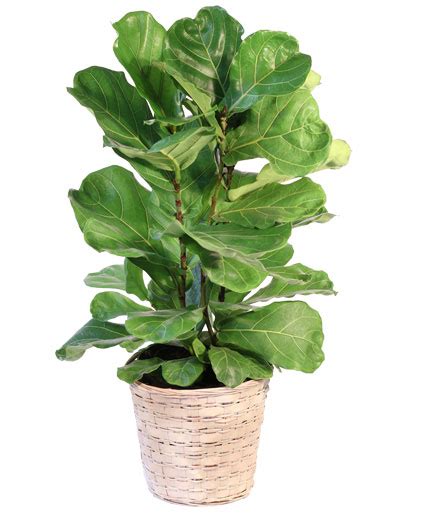 Fiddle Leaf Fig House Plant In Wichita Ks Flower Factory Flowers