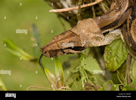 Boa Constrictor - (Boa constrictor)- Costa Rica- Tropical rainforest - Guanacaste National Park ...