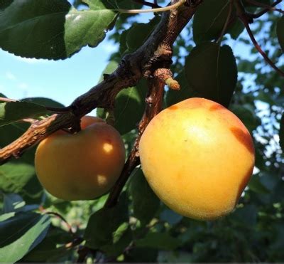 Кайсия Сибиряк Байкалова: описание и характеристики на сорта ...