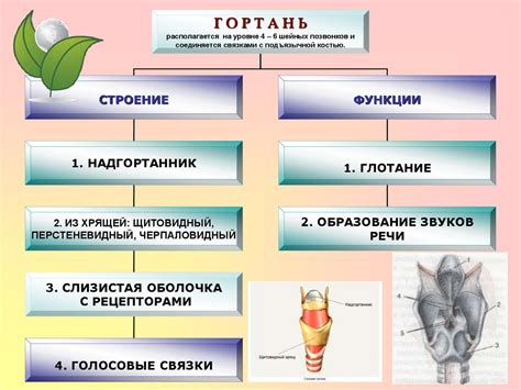 Органы дыхания - презентация онлайн