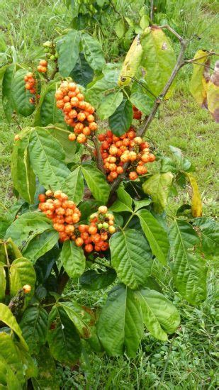 How To Grow Guarana Easily Guarana Benefits