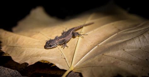 smallest lizards   world    discovered
