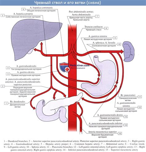 Анатомия: Cосуды селезенки. Кровоснабжение селезенки. Нервы и ...