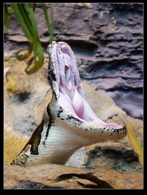 Burmese Python Teeth