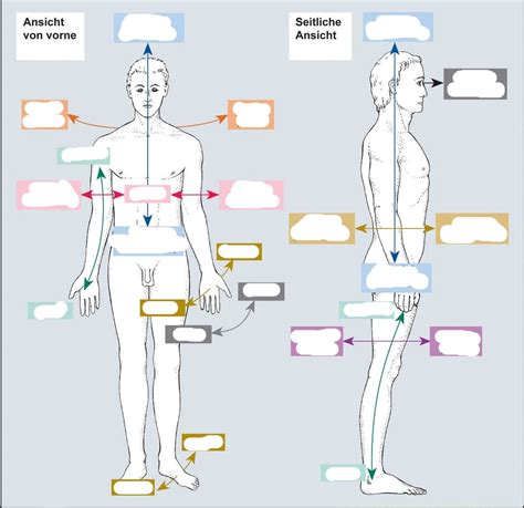 Schaubild Lage Und Richtungsbezeichnungen Quizlet