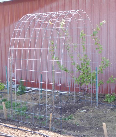 Simple Arched Trellis for Grapes or Pole Beans