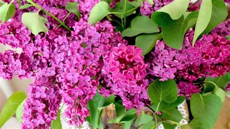 Махровая сирень сортовая: сорта фото с описанием и названиями, белая ...