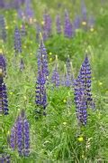 Photo Gratuite Lupin Lupins Fleurs Image Gratuite Sur Pixabay 362131