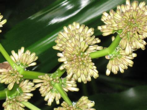 Natures Reflection Interior Plantscaping Corn Plant Flowers