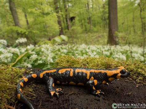 Herping in Germany: Whimsical Reptiles & Amphibians