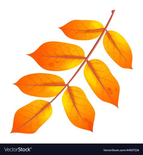 Realistic autumn leaf fall orange wood foliage Vector Image