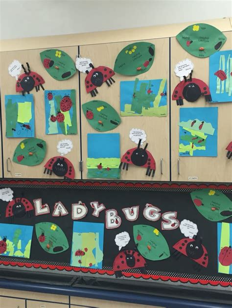 Ladybug Bulletin Board Idea Lifecycle Art Grouchy Ladybug Art And