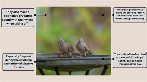Inca Dove: Identification, Pictures , Range, Nesting, & Lifecycle
