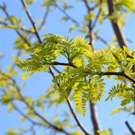 Honey Locust Pods