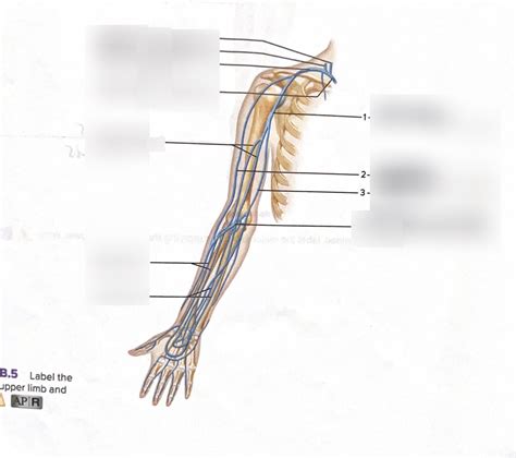 Veins Of Upper Limb And Shoulder Diagram Quizlet