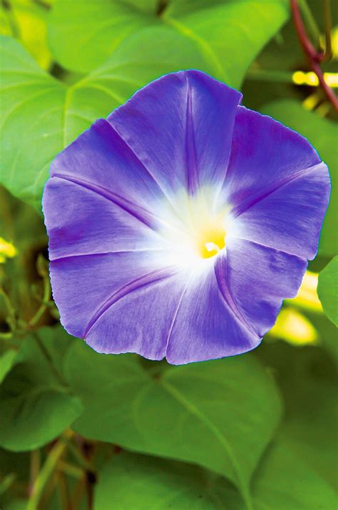 Types Of Flowers Morning Glory Morning Glory Seeds Pink Ipomoea