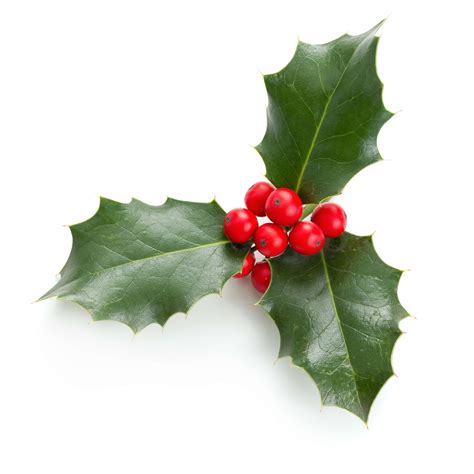 Mistletoe